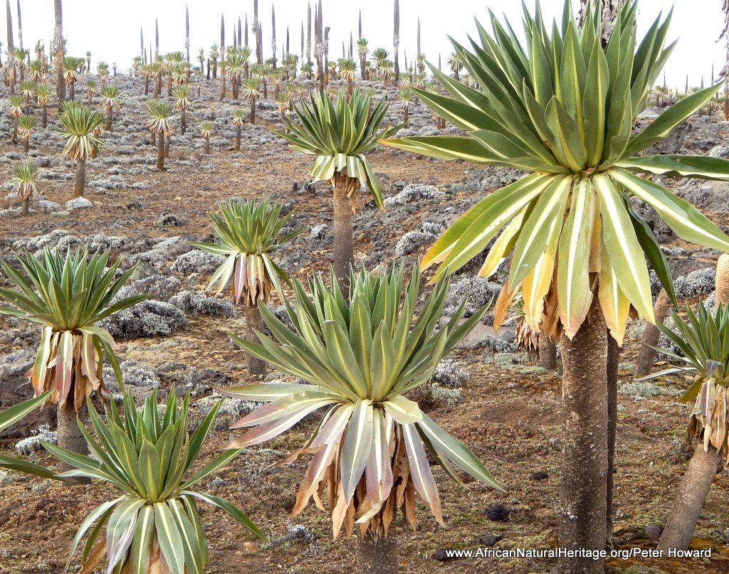 Bale Mountains National Park has the Africa's largest area of Afro-alpine vegetation 