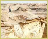 Although the Banc D'Arguin National Park (Mauritania) gained world heritage status on account of the overwintering migrant waders than use its extensive coastal mudflats, half the park is on the dry desert land