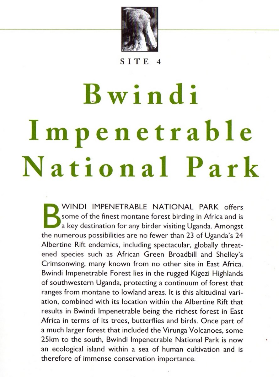Visitor's and Birding Guide to Bwindi Impentrable National Park