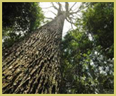 Giant rainforest trees such as this one in Dja Wildlife Reserve are increasingly rare as more of the Congo Basin rainforests are subjected to logging