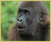 The western lowland gorilla is one of the endangered species protected by the Dja Wildlife Reserve world heritage site