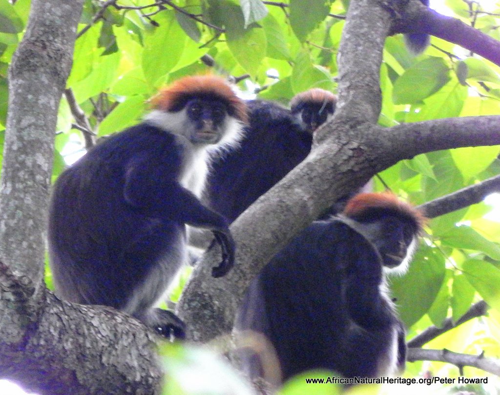 Udzungwa red colobus monkeys are amongst the many species endemic to the Eastern Arc Forests of Tanzania 