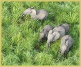The grass is almost as tall as the elephants in Garamba National Park world heritage site 