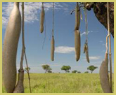 The tall grass savannas of Garamba world heritage site are punctuated with Kigelia africana, with its huge sausage like seed pods 