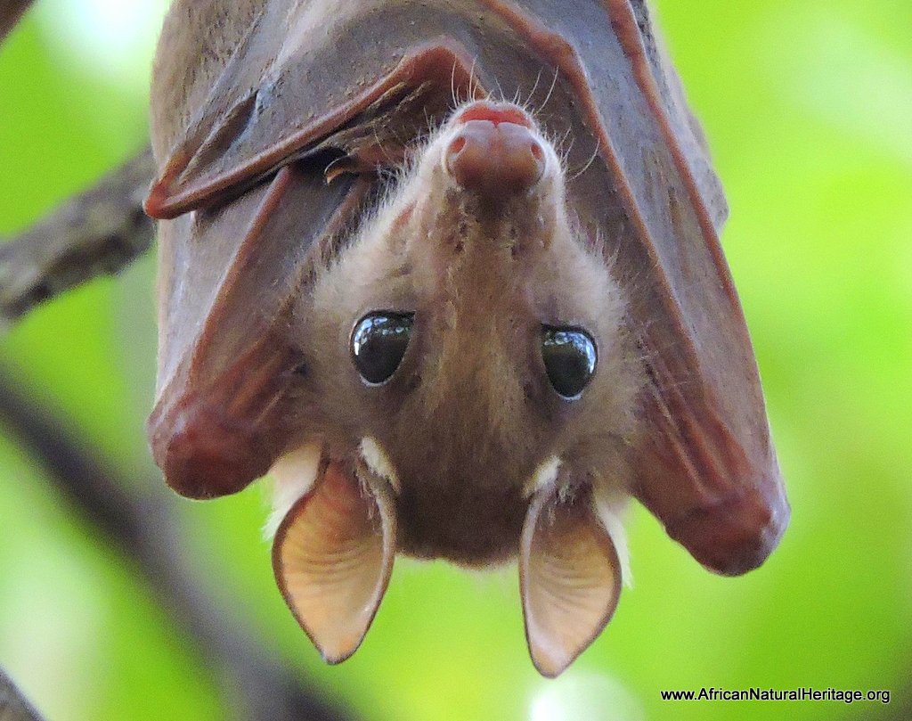 An estimated ten million straw-coloured fruit bats congregate in Kasanka National Park each year