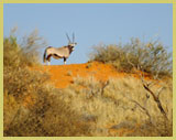 The oryx (or gemsbok) is a large antelope adapted to survival in the harsh desert environment of South Africa’s ǂKhomani-San Cultural Landscape (which coincides with the Kalahari Gemsbok National Park)