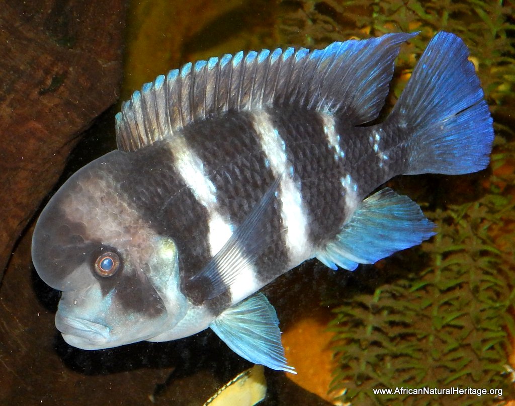 Lake Tanganyika supports an extraordinary diversity of endemic fish such as this Cyphotilapia frontosa 