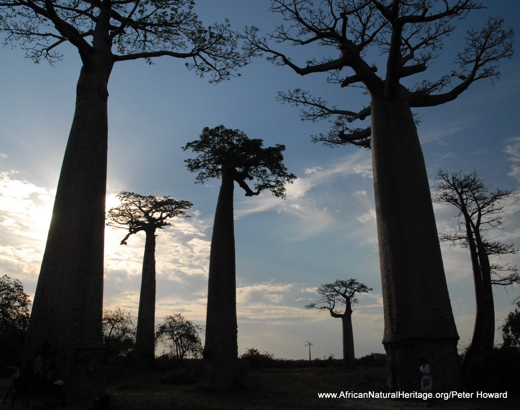 Andrefana Dry Forests of Madagascar