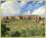 Limpopo valley woodlands at Mapungubwe Cultural Landscape UNESCO world heritage site (South Africa)