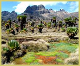 Afro-alpine vegetation near the summit of Mount Kenya National Park world heritage site, Kenya