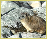 Rock hyrax, a common sight in the higher parts of Mount Kenya National Park world heritage site, Kenya