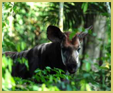 The Okapi is one of Africa's rarest mammals, surviving in the Okapi Wildlife Reserve world heritage site and adjacent parts of the Ituri Forest in the Democratic Republic of Congo 