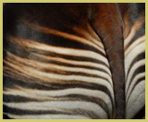 The Okapi is unique to the northeastern parts of the Congo Basin rainforests, where the Okapi Faunal Reserve world heritage site provides it sanctuary