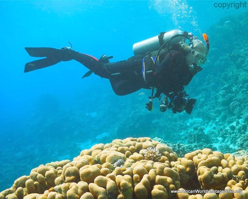 Diver in the Red Sea - a potential world heritage site