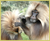 Gelada baboons are endemic to the Ethiopian highlands, with large troops occupying the clifftops of the Simien Mountains National Park world heritage site in Ethiopia