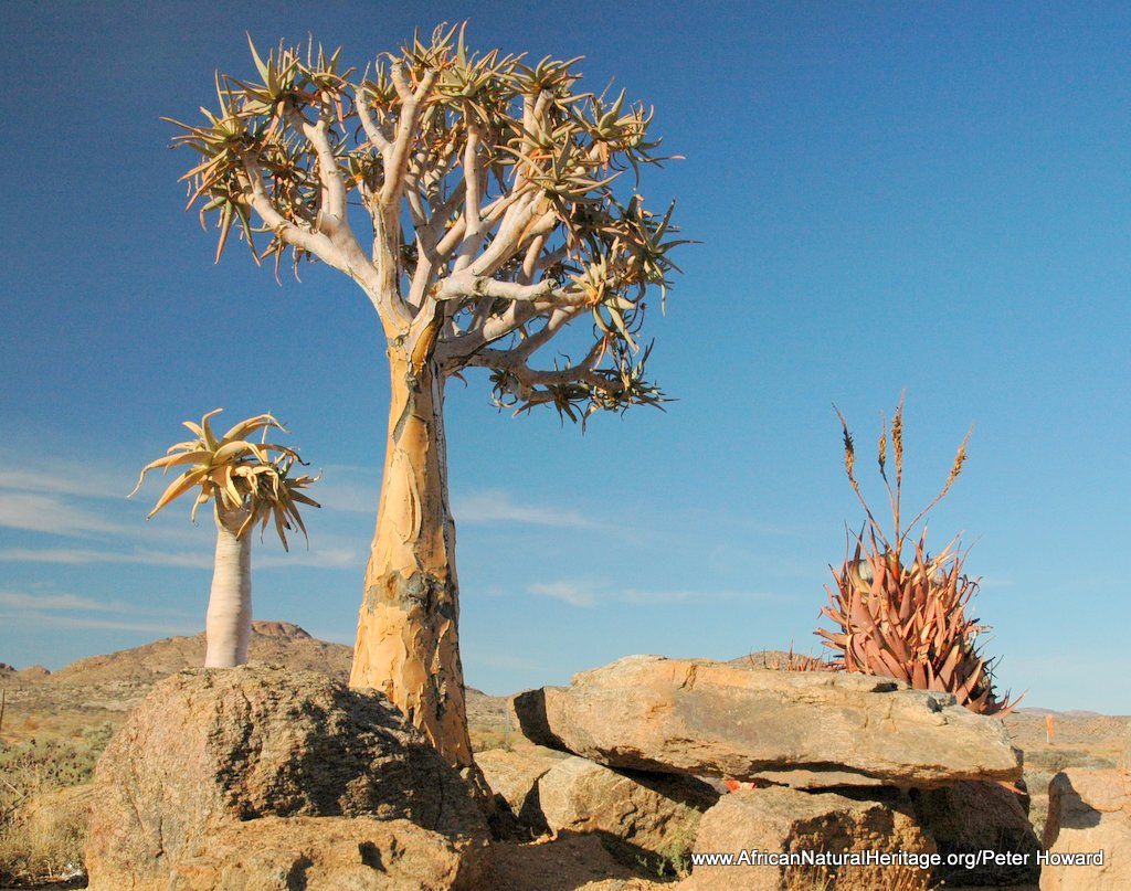 The succulent karoo is one of the world's hotspots for plants