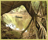 Dugout canoes provide relatively easy access to the forest interior for a few intrepid tourists who visit the Tai Forest National Park world heritage site, Ivory Coast