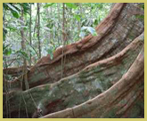 Tree buttresses such as these are often used by chimpanzees as drumming posts in the Tai Forest National Park world heritage site, Ivory Coast