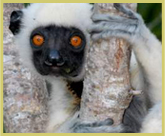 Verreaux's sifaka is one of 13 species of lemur occuring in the Tsingy de Bemaraha Strict Nature Reserve/National Park world heritage site, Madagascar