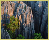 The eroded limestone massif - or stone forest - at Tsingy de Bemaraha (Madagascar) supports a diverse fauna and flora of endemic Malagasy species 