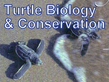 Turtle Biology and Conservation Brochure Download
