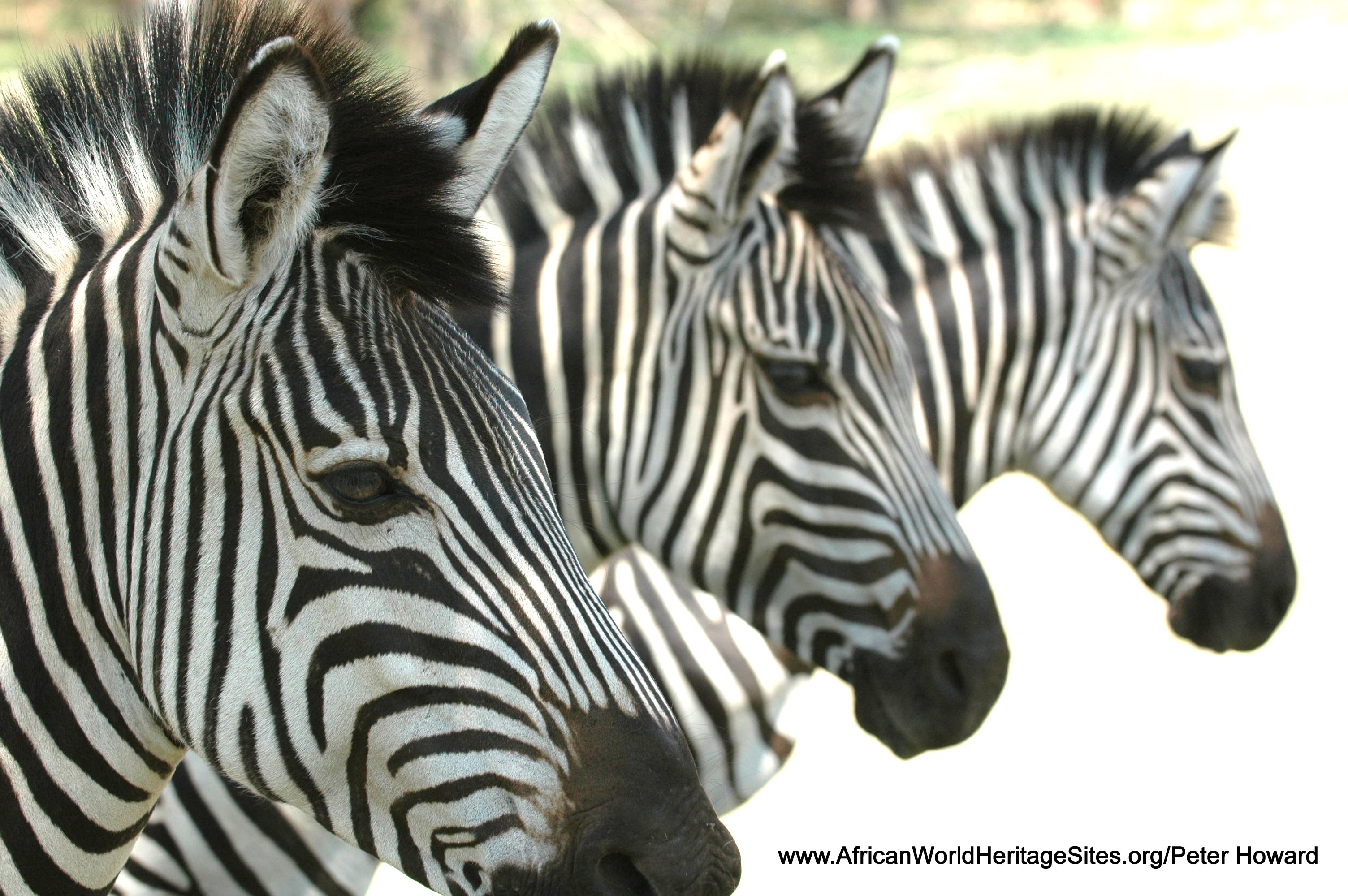 Zebras are amongst the wealth of big game animals to be seen in the Victoria Falls (Mosi-oa-tunya) National Parks and surrounding areas