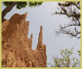 Termite mound at Comoe National Park world heritage site (Ivory Coast)