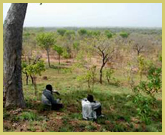 View across the Guinea woodlands typical of Comoe National Park world heritage site - Ivory Coast