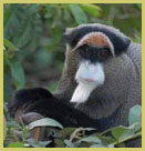 De Brazza monkey in Dja Faunal Reserve (Cameroon), one of the UNESCO natural world heritage sites in Africa’s tropical rainforest biome