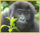 Kahuzi-Biega National Park world heritage site (in the Democratic Republic of Congo) is a stronghold of the eastern lowland gorilla, and several groups have been habituated for tourism