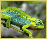 The Ruwenzori Side-striped Chameleon occurs at altitudes up to 4,000m in the Rwenzori Mountains National Park world heritage site in Uganda  
