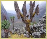 Giant Dendrosenecios create an other-worldly scene in the Afro-alpine zones of the Rwenzori Mountains National Park world heritage site in Uganda