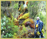 The Rwenzori Mountains National Park world heritage site in Uganda is one one the wettest mountains in Africa, supporting great cushions of mosses at higher elevations