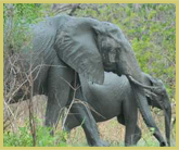 The Selous Game Reserve world heritage site (Tanzania) is one of the great strongholds of the African elephant