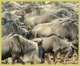 Wildebeest on migration in the Serengeti National Park world heritage site, Tanzania