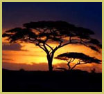 Acacia silhouette at sunset in Serengeti National Park (Tanzania), one of the UNESCO natural world heritage sites in Africa’s grassland savanna biome