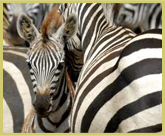 Vast herds of zebras, wildebeest, gazelles and other mammals create the world's greatest annual animal migration through Serengeti National Park world heritage site in Tanzania 