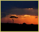 Sunset on the Serengeti plains, where the world's greatest wildlife migration follows the shifting rains 