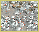 A colony of royal terns shares its home with more than 2.2million Palaearctic migrant wading birds which converge on the Banc D'Arguin National Park world heritage site during winter