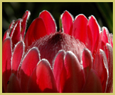 Proteas are prominent members of the fynbos flora, protected within the Cape Floral Region Protected Areas world heritage site in South Africa 