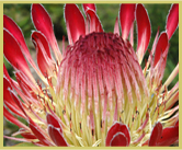 Most of the world’s Proteas are unique to the fynbos plant kingdom, parts of which are preserved within the Cape Floral Region Protected Areas UNESCO world heritage site