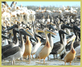 Pelican breeding colony in Djoudj National Bird Sanctuary (Senegal), one of the UNESCO natural world heritage sites in Africa’s wetland biome