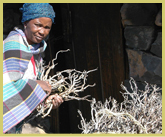 Basuto woman collecting firewood kindling from outside her hut near the summit of Sani Pass in the uKhahlamba - Drakensberg park world heritage site in South Africa