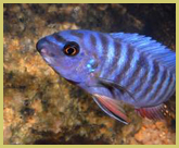One of the endemic species of cichlid fish in Lake Malawi National Park, a UNESCO natural world heritage sites in Africa’s Great Rift Valley