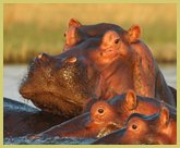 Hippos are found in the St Lucia estuary in iSimangaliso Wetland Park (South Africa), one of the UNESCO natural world heritage sites in Africa’s wetland biome