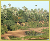 Riverine gallery forest along the Gambia river in the Niokolo-Koba National Park world heritage site in Senegal