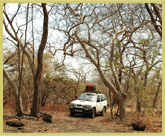 The dry woodlands on Mount Assirik still support a remnant population of west African chimpanzees within the Niokolo-Koba National Park world heritage site (Senegal)