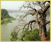 A giant baobab towering over the mighty Niger river in W National Park world heritage site (Niger)