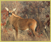 Large populations of roan antelope still survive in the W National Park world heritage site (Niger), as well as healthy populations of elephants, buffalo and other wildlife