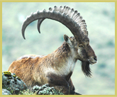 The Walia ibex, one of the rarest mammals of Africa survives only around the Simien Mountains National Park world heritage site in Ethiopia
